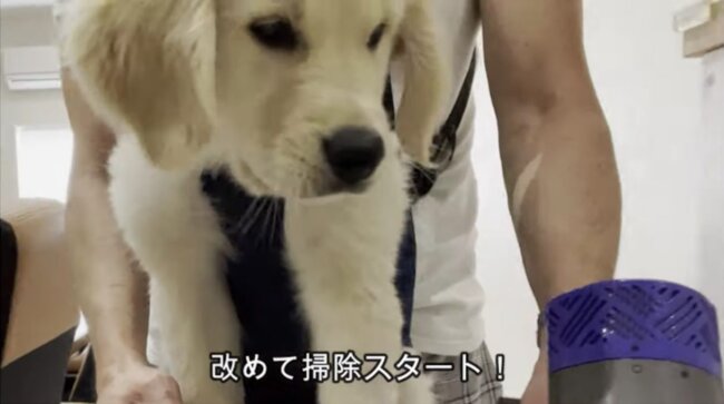 ゴールデンレトリーバー,動画