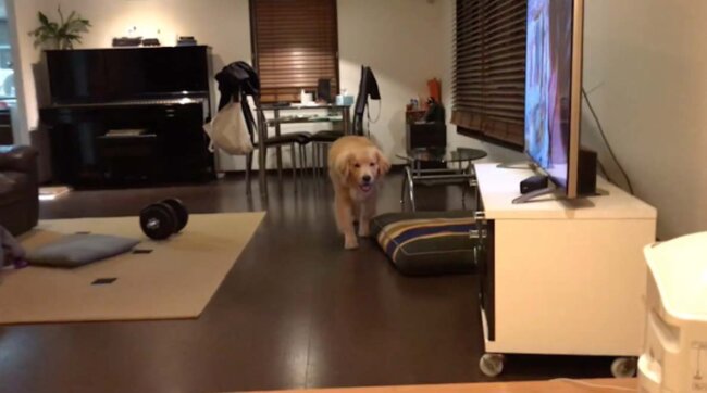 ゴールデンレトリーバー,動画