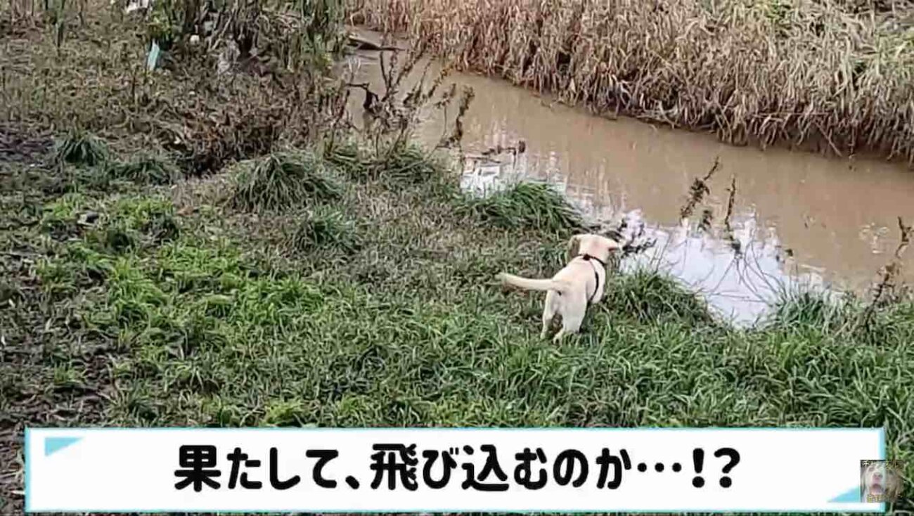 ラブラドールレトリーバー,動画