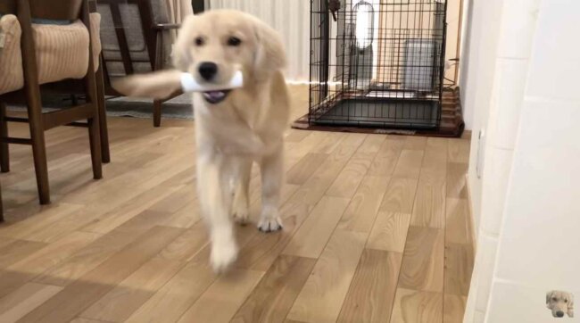 ゴールデンレトリーバー,動画