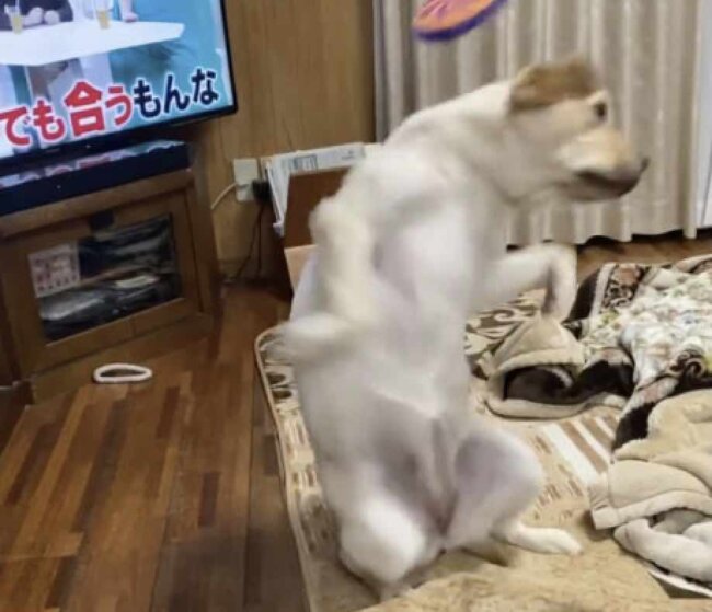 ラブラドールレトリーバー,動画