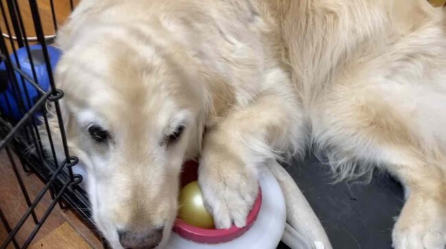 ゴールデンレトリーバー,動画