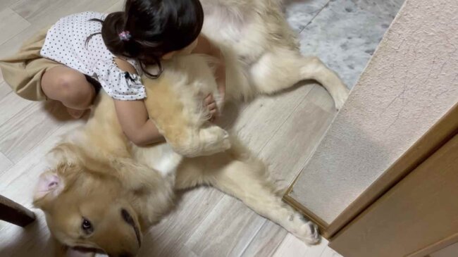 ゴールデンレトリーバー,動画