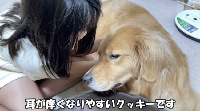 ゴールデンレトリーバー,動画