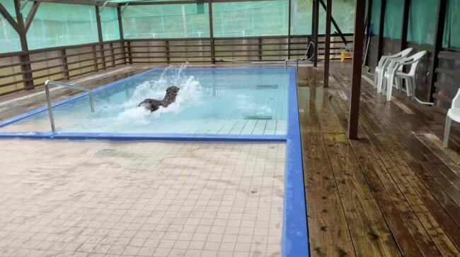 ラブラドールレトリーバー,動画