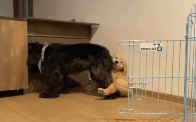 ゴールデンレトリーバー,動画