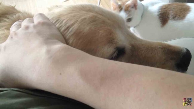 ゴールデンレトリーバー,動画