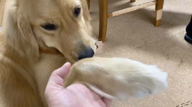 ゴールデンレトリーバー,動画