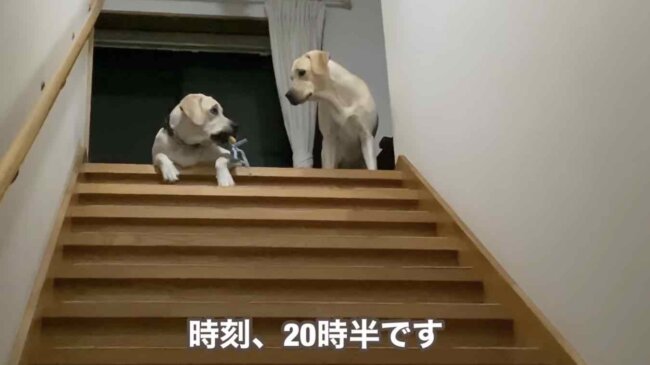 ラブラドールレトリーバー,動画