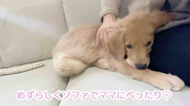 ゴールデンレトリーバー,動画