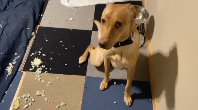 ラブラドールレトリーバー,動画