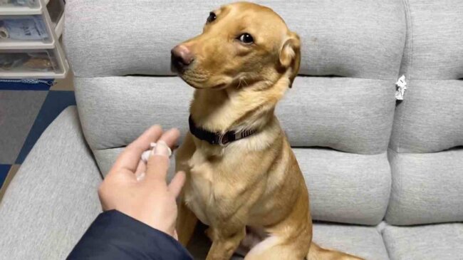 ラブラドールレトリーバー,動画