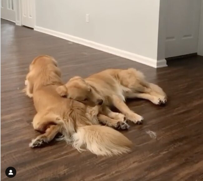 ゴールデンレトリーバー,動画