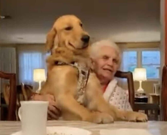 ゴールデンレトリーバー,動画