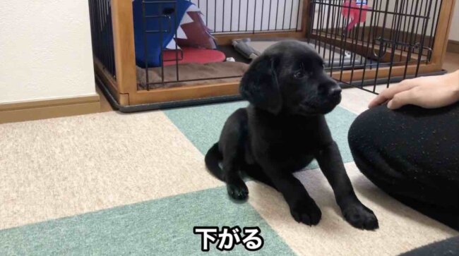 ラブラドールレトリーバー,動画