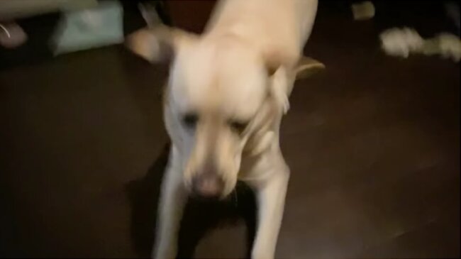 ラブラドールレトリーバー,動画