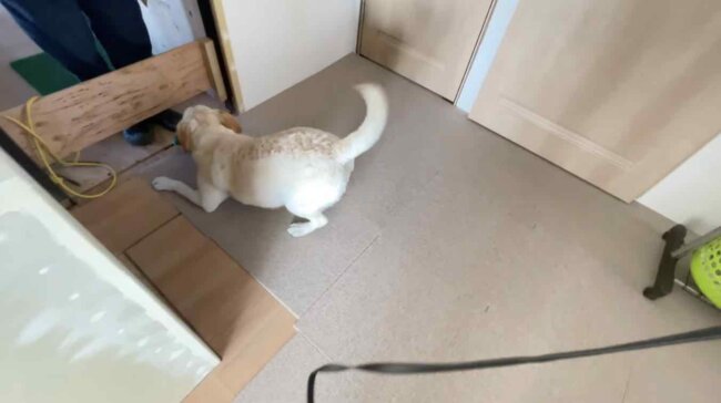 ラブラドールレトリーバー,動画