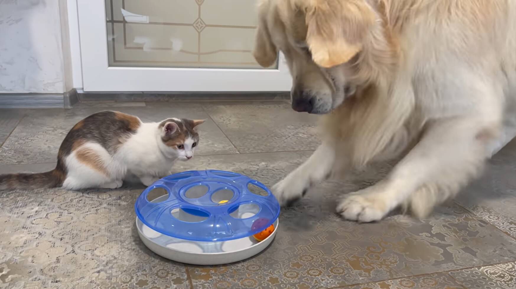 ゴールデンレトリーバー,動画