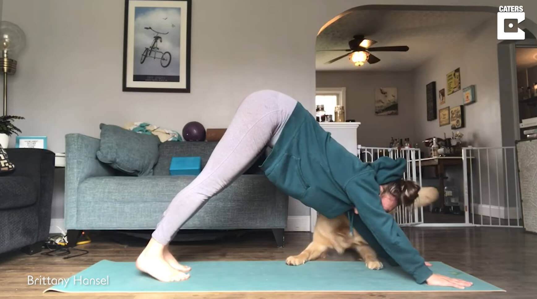 ゴールデンレトリーバー,動画