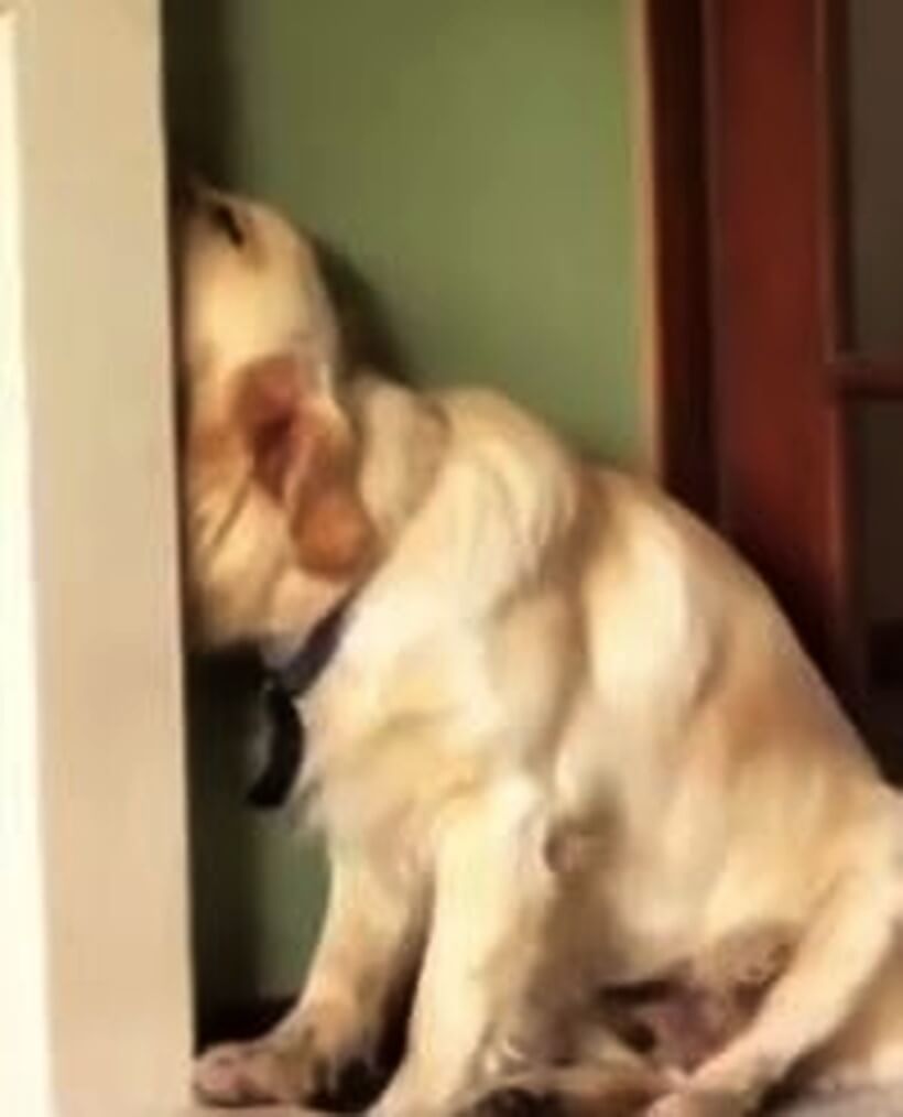 ゴールデンレトリーバー,動画