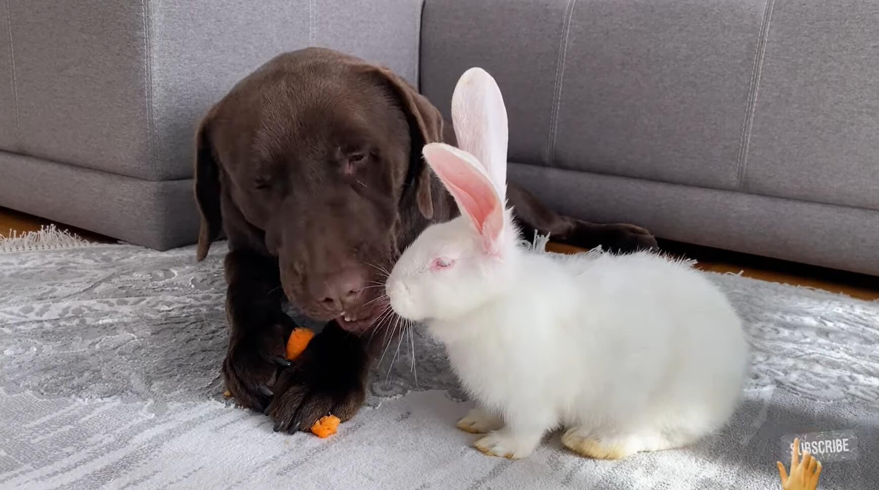 ラブラドールレトリーバー,動画