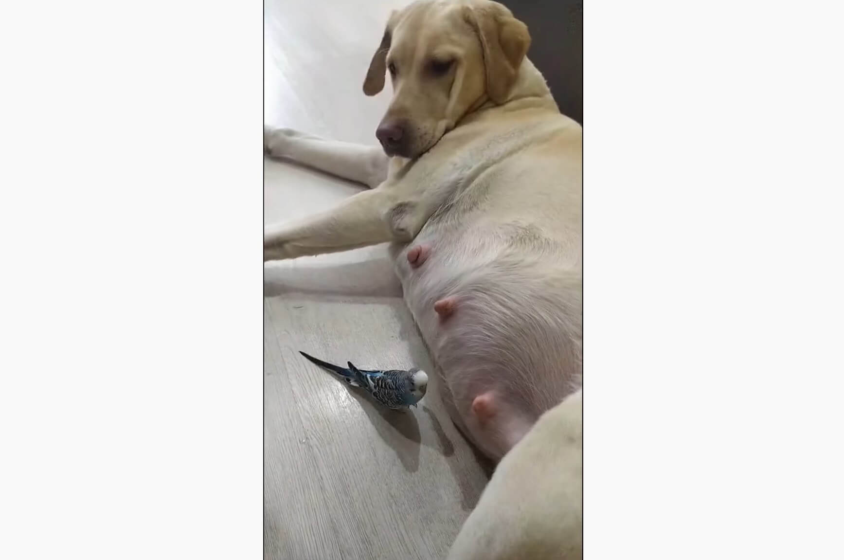 ラブラドールレトリーバー,動画