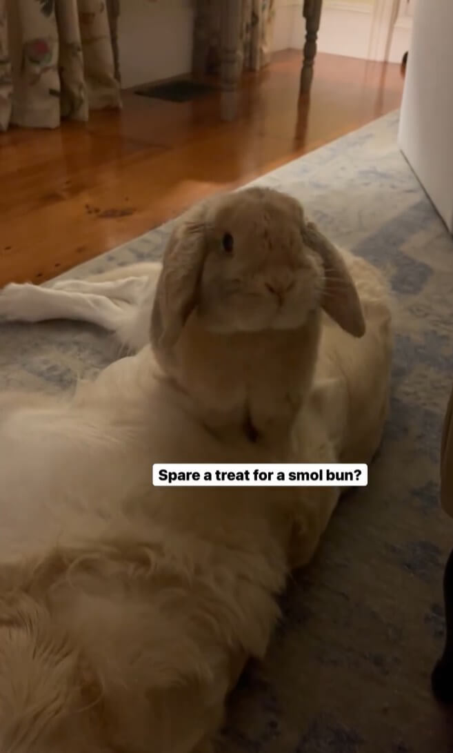 ゴールデンレトリーバー,動画