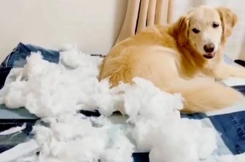 ゴールデンレトリーバー,動画