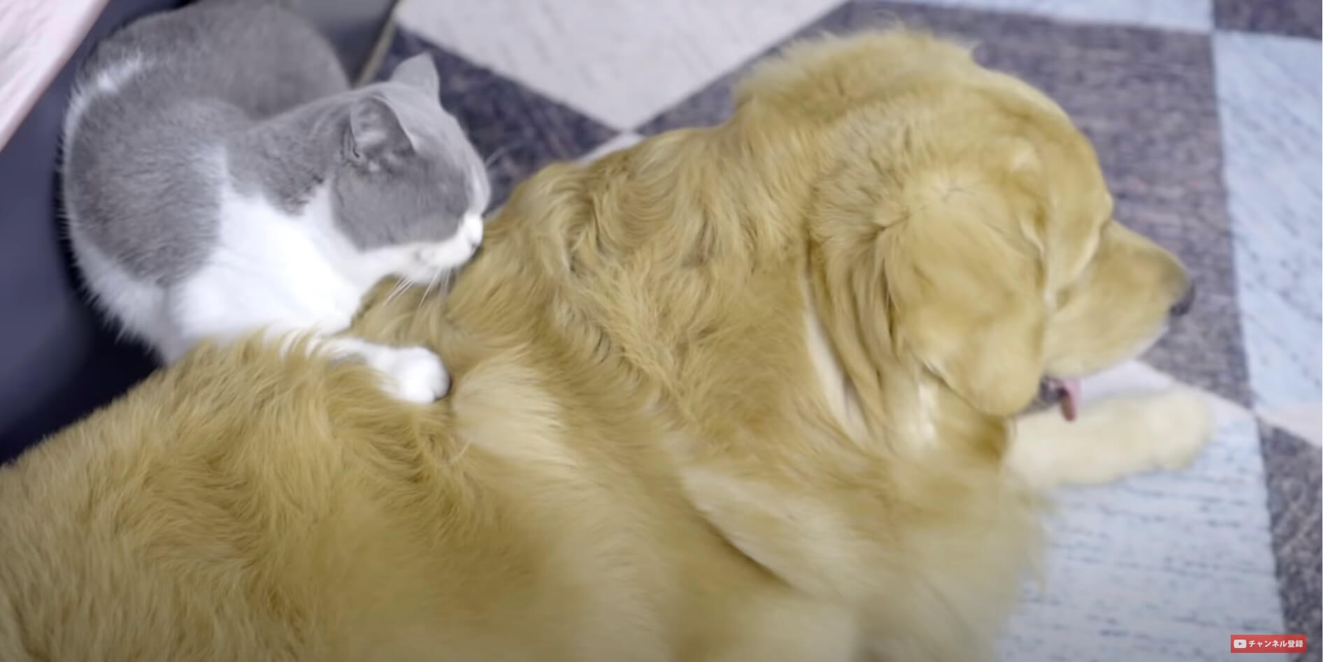 ゴールデンレトリーバー,動画