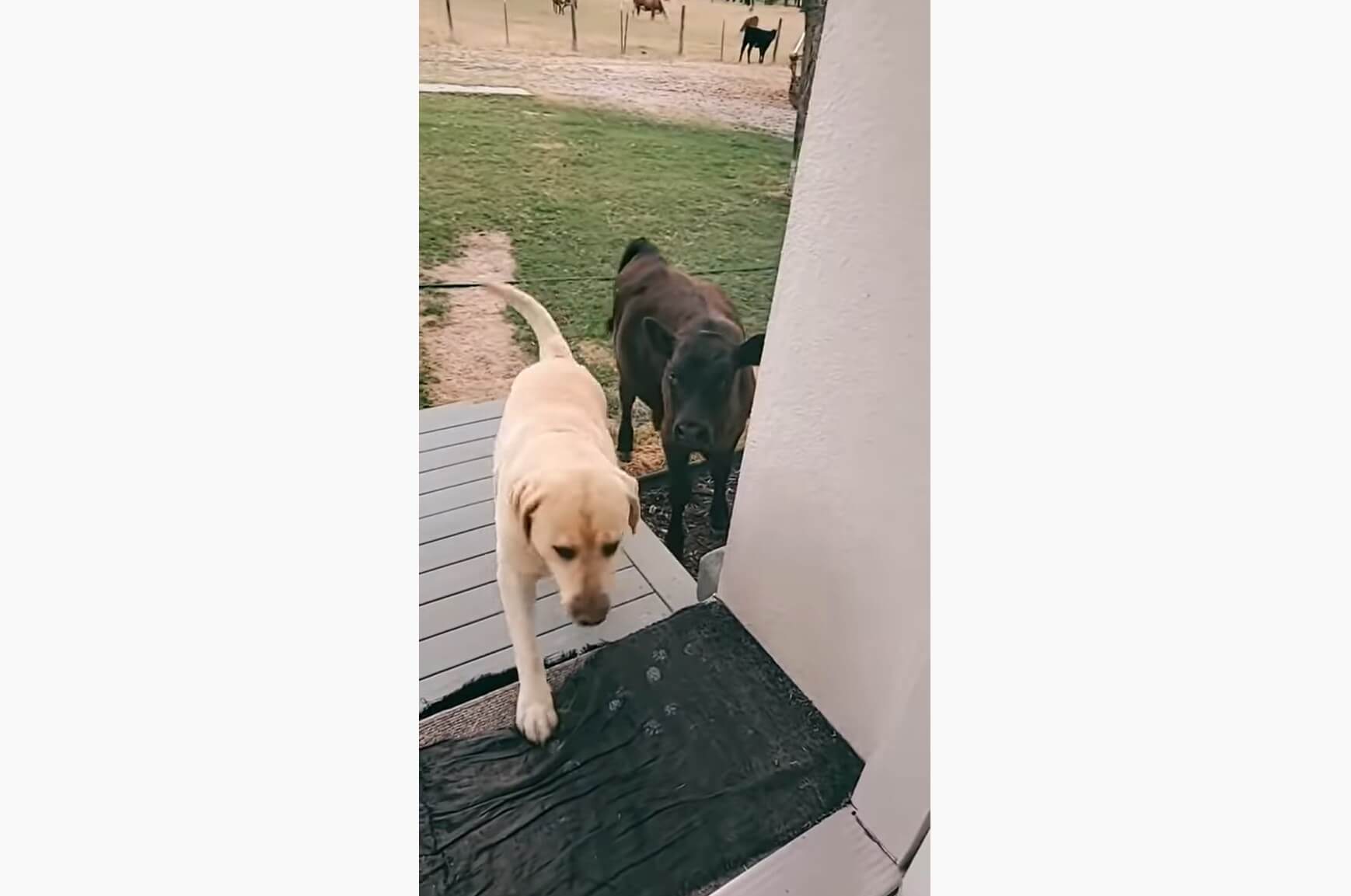 ラブラドールレトリーバー,動画