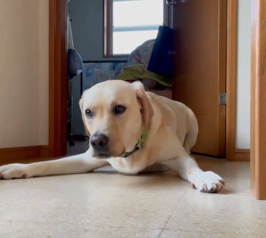 ラブラドールレトリーバー,動画