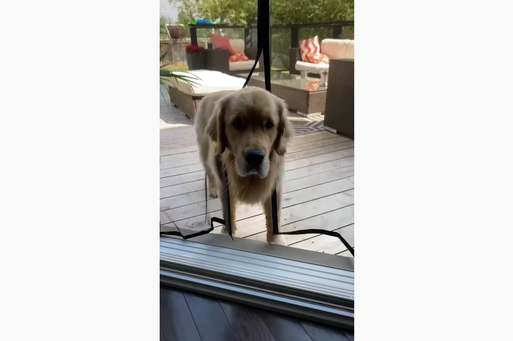 ゴールデンレトリーバー,動画