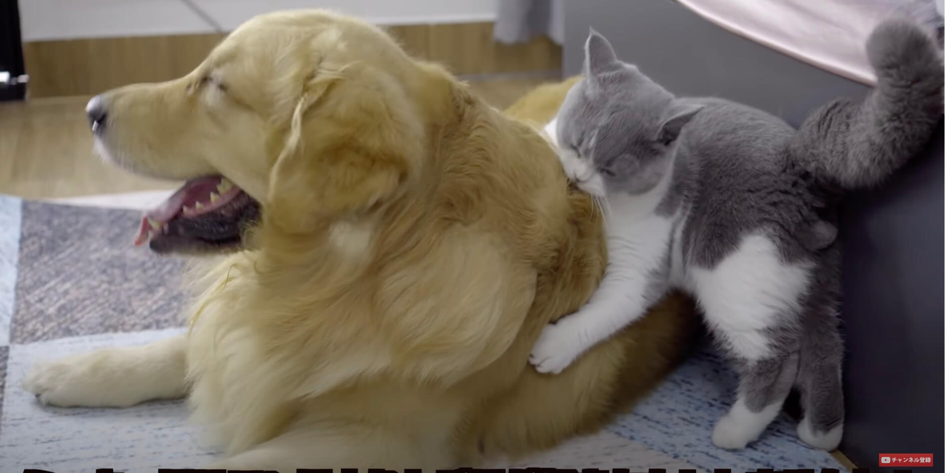 ゴールデンレトリーバー,動画