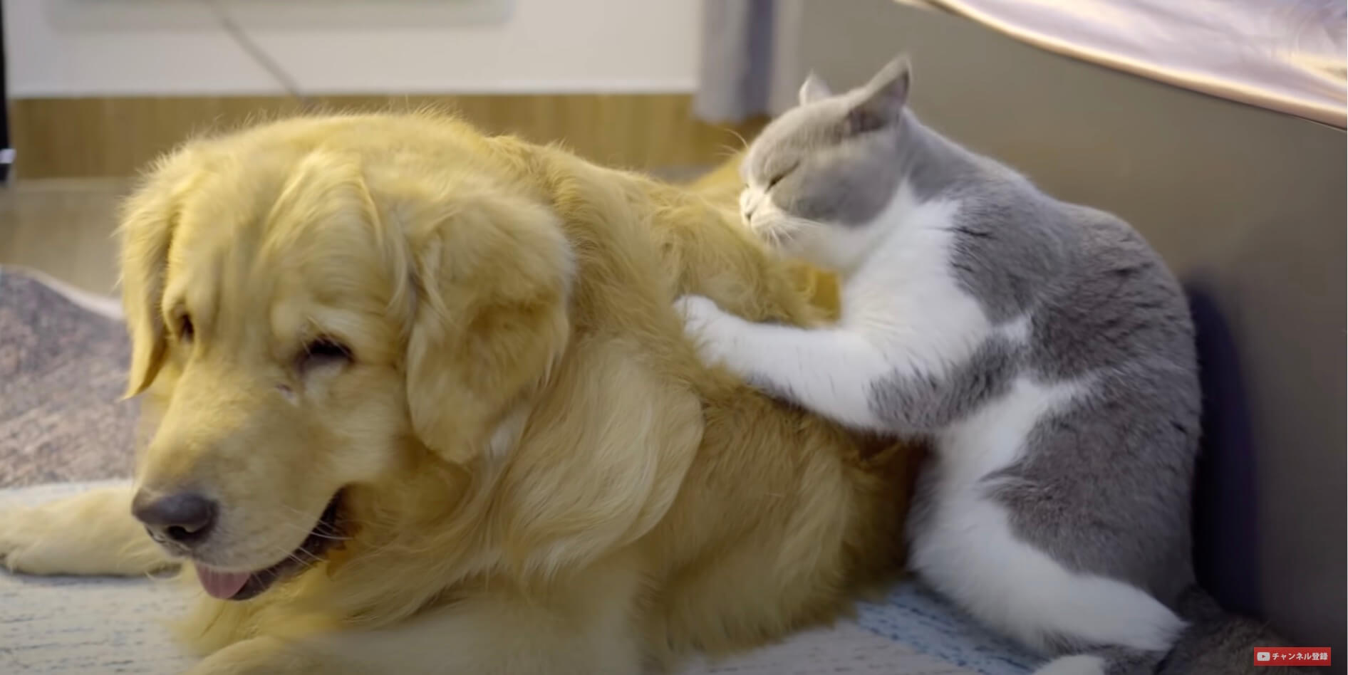 ゴールデンレトリーバー,動画