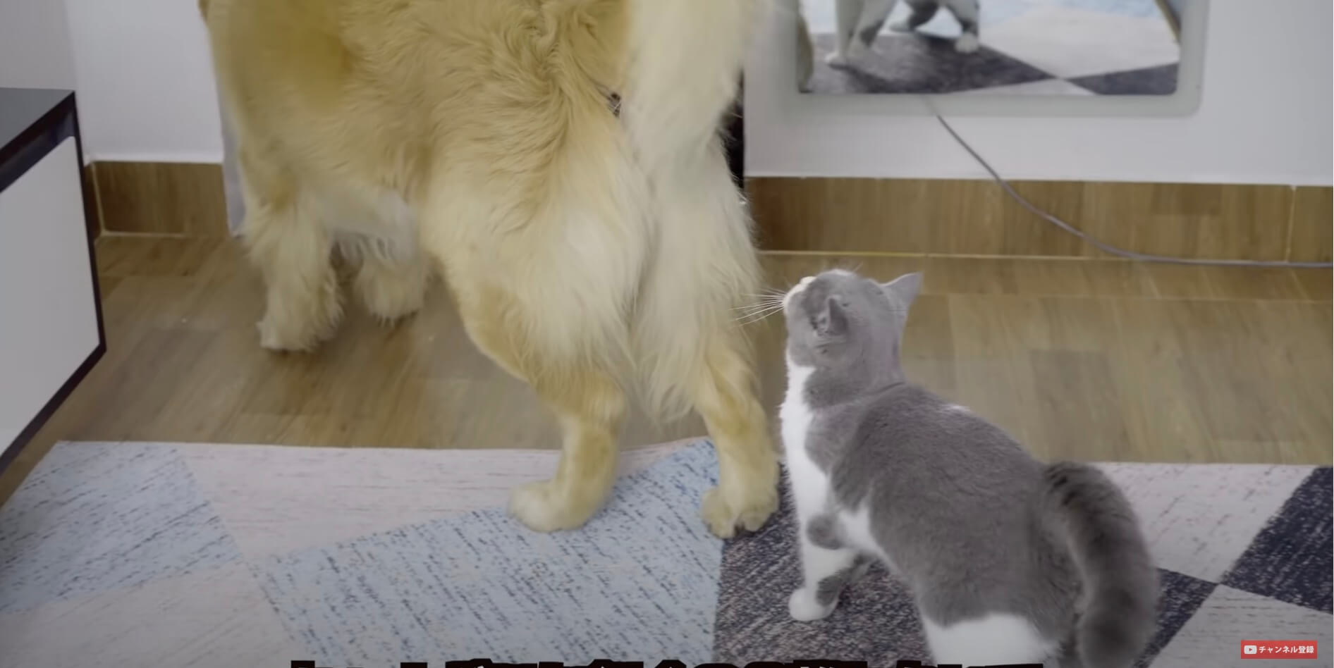 ゴールデンレトリーバー,動画