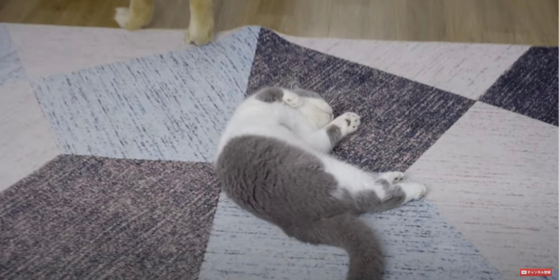 ゴールデンレトリーバー,動画