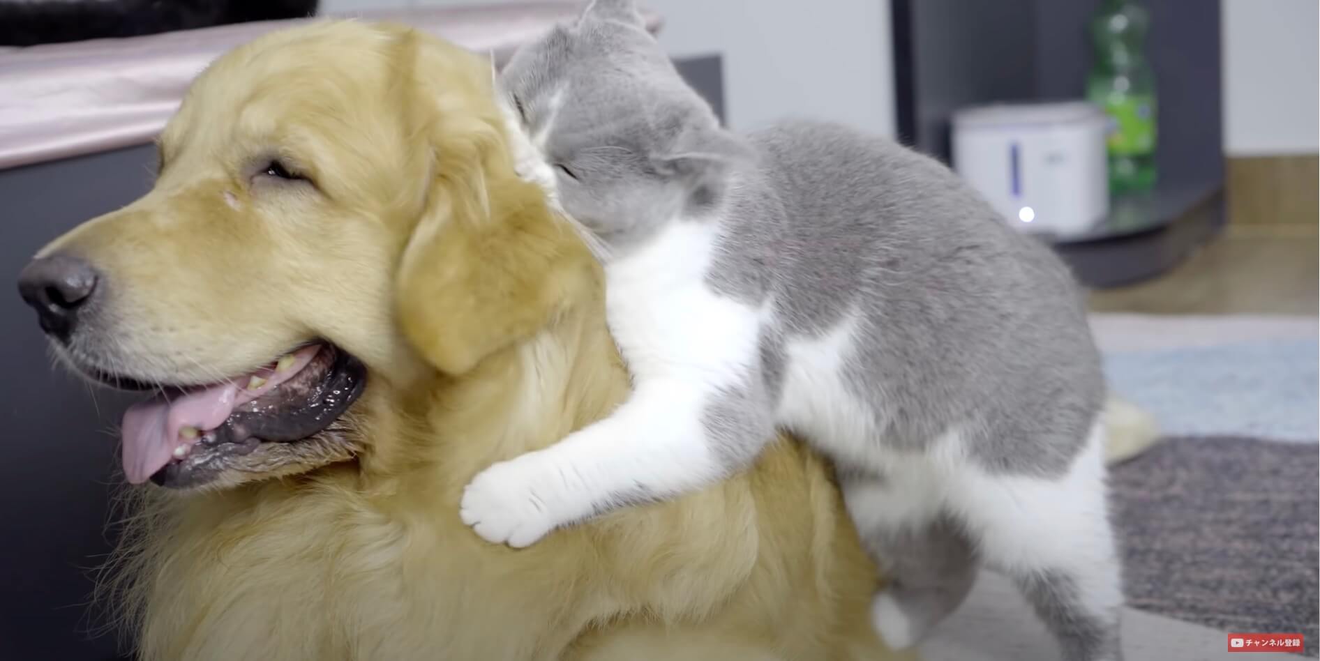 ゴールデンレトリーバー,動画