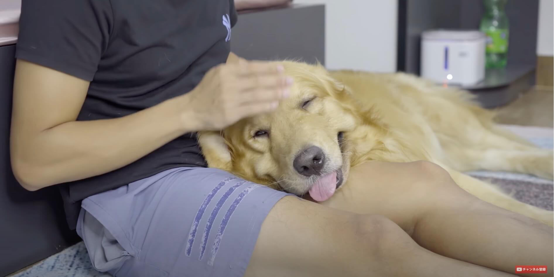 ゴールデンレトリーバー,動画