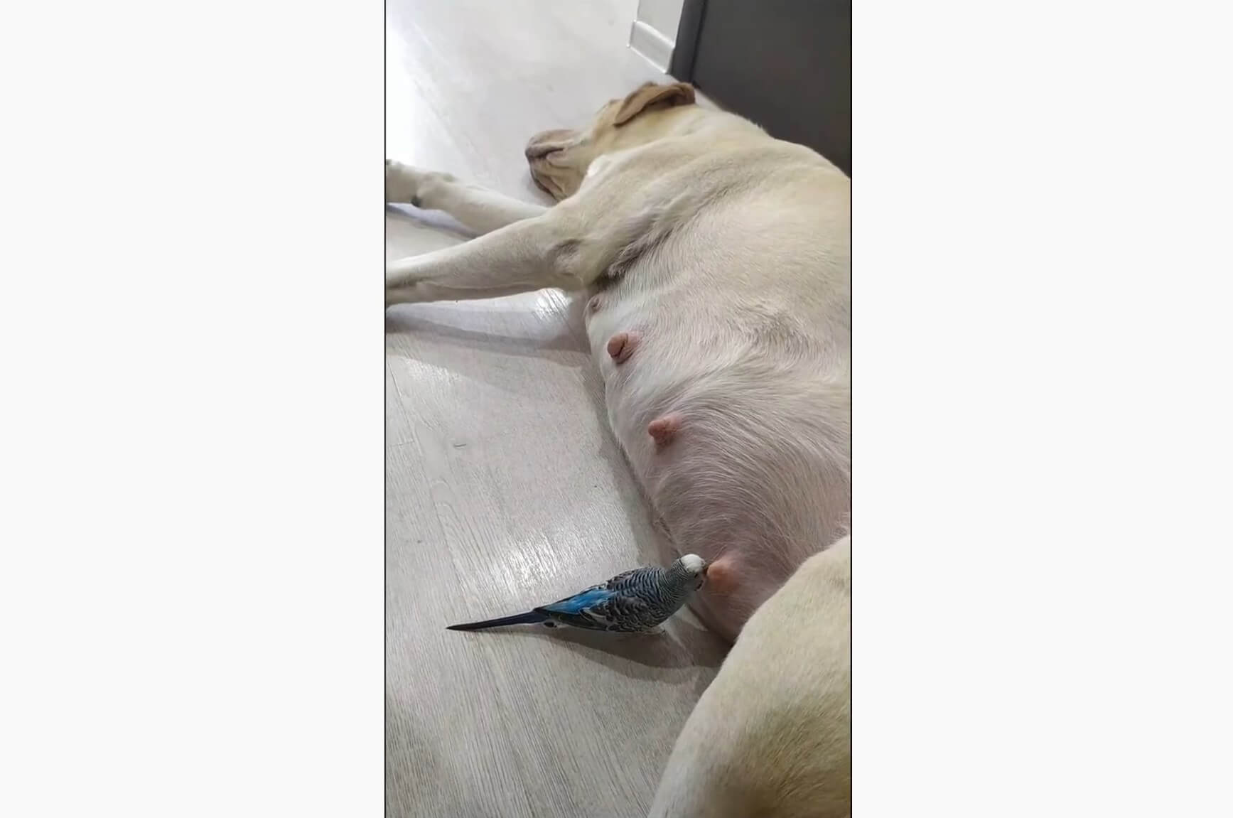 ラブラドールレトリーバー,動画