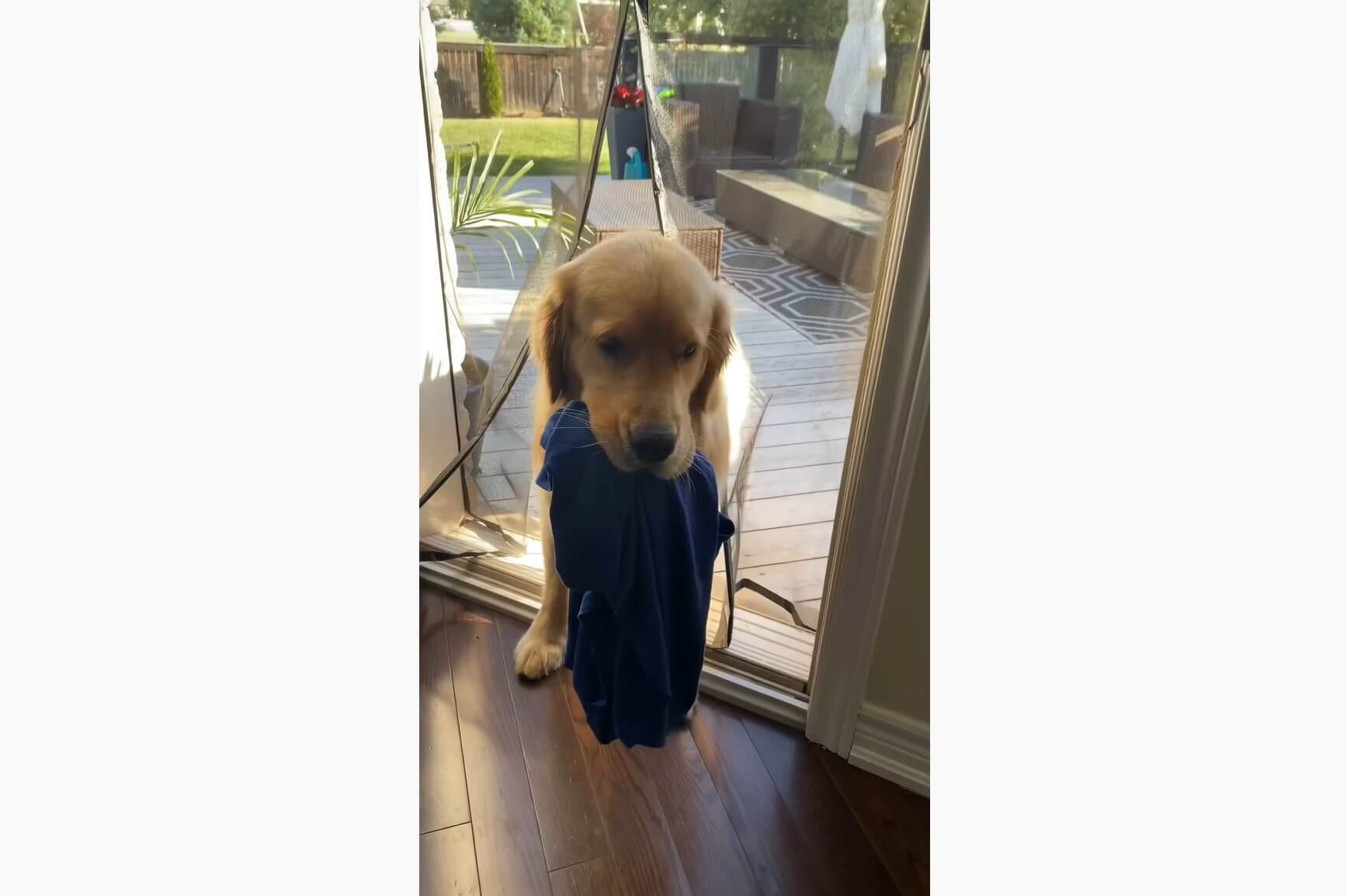 ゴールデンレトリーバー,動画