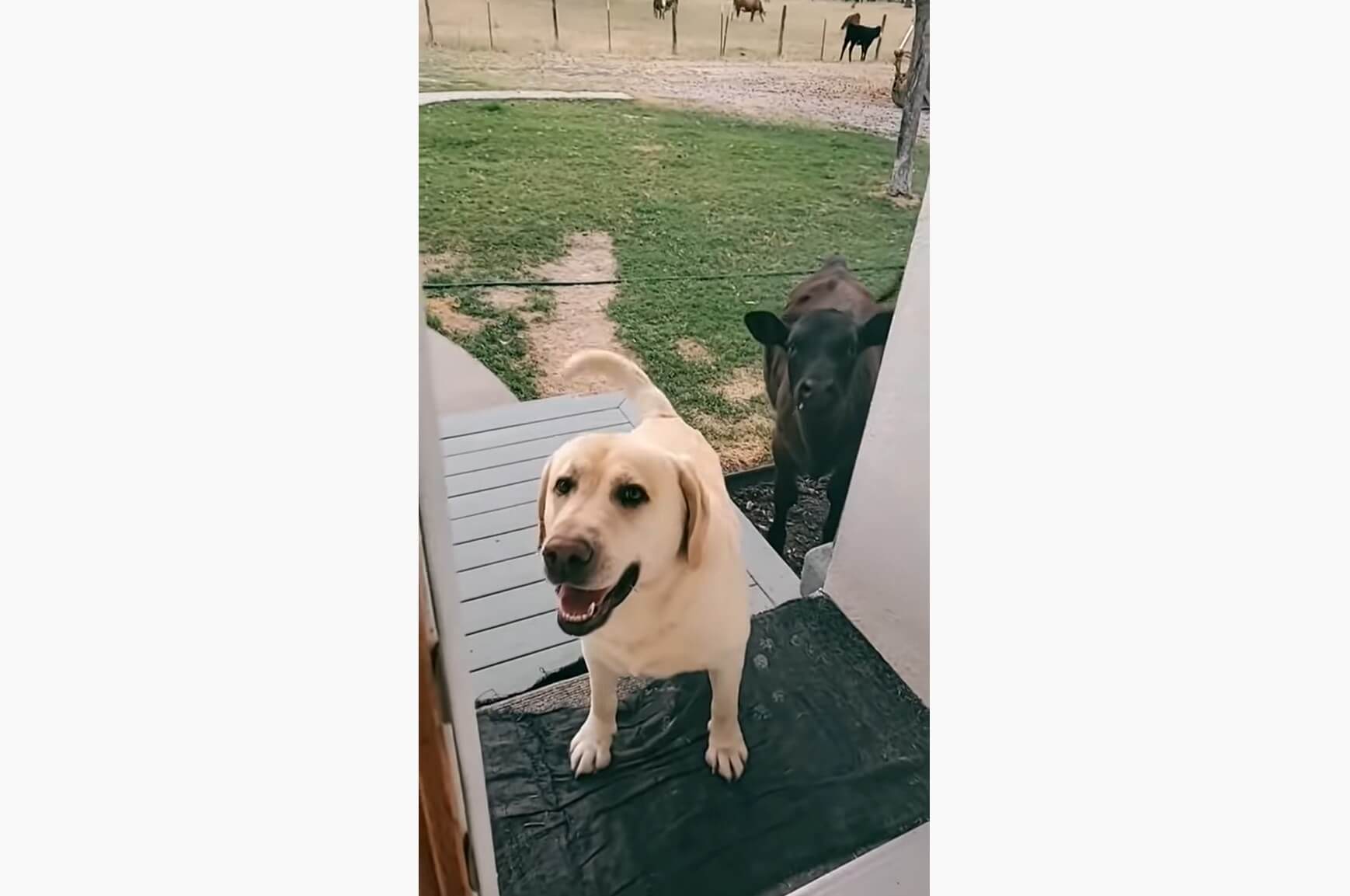 ラブラドールレトリーバー,動画