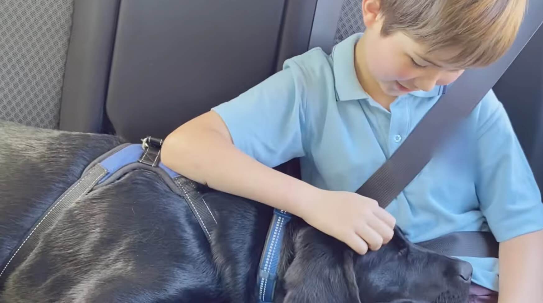 ラブラドールレトリーバー,動画