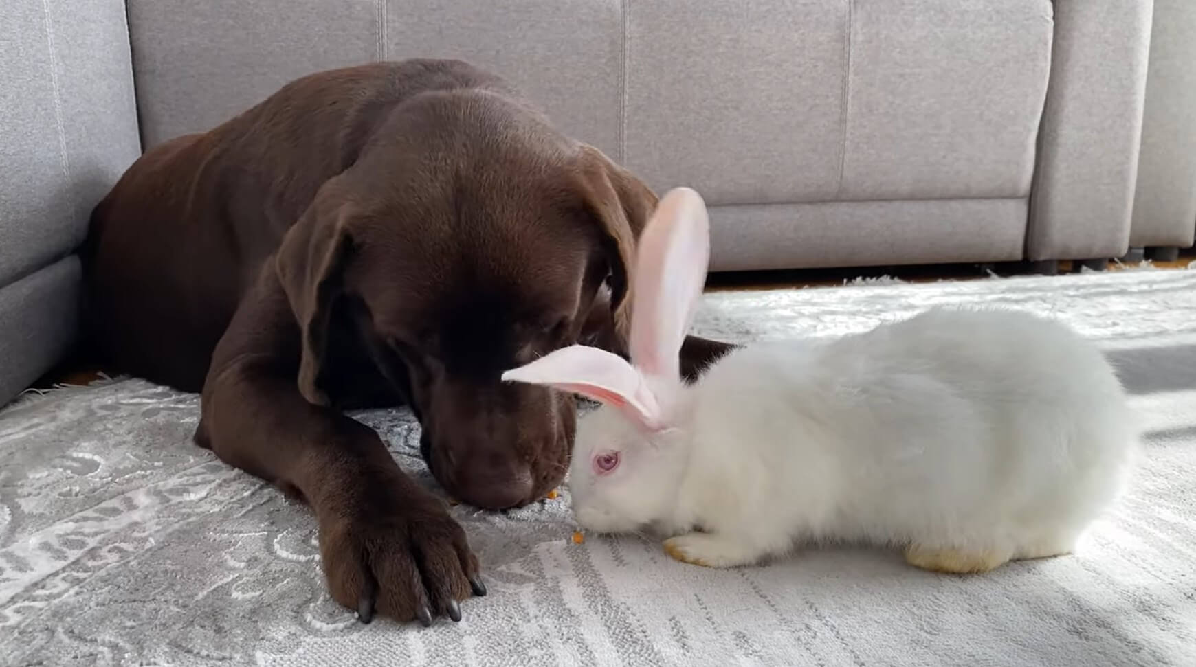 ラブラドールレトリーバー,動画