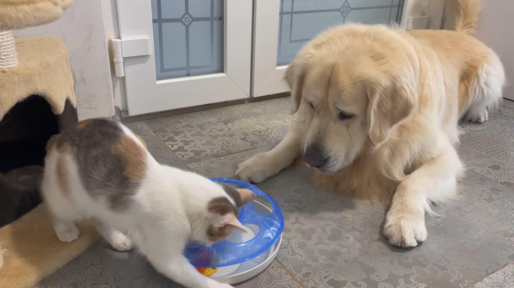 ゴールデンレトリーバー,動画