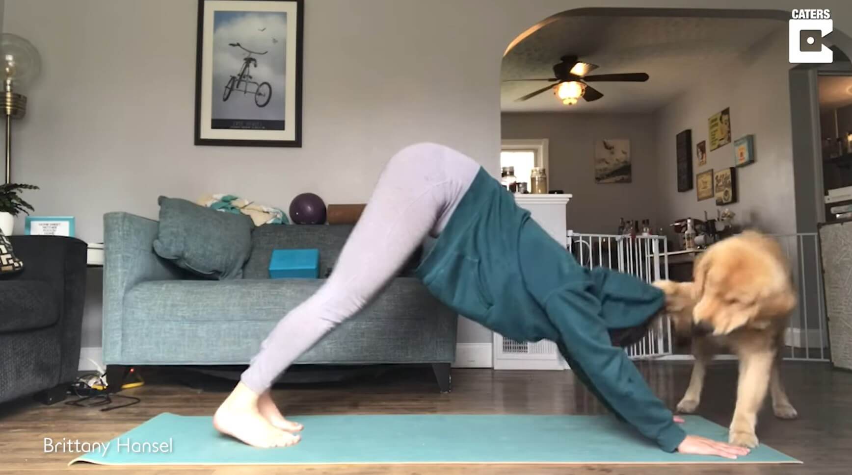 ゴールデンレトリーバー,動画