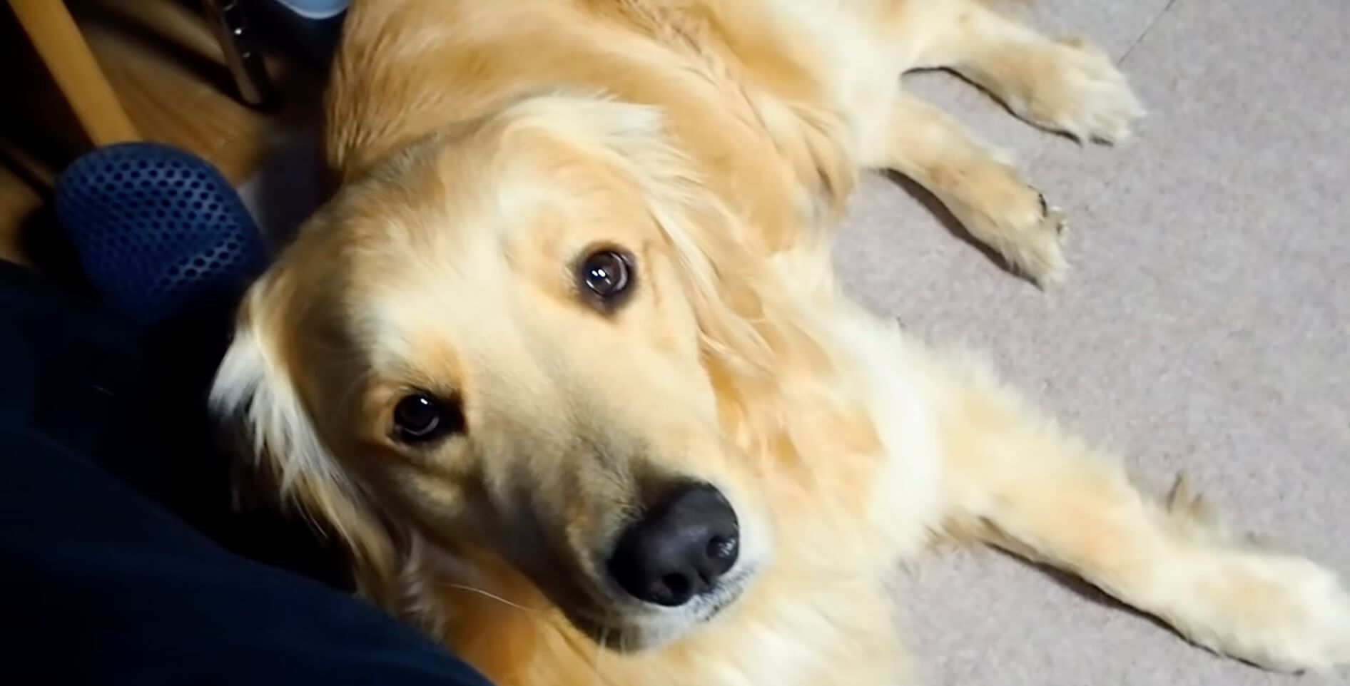 ゴールデンレトリーバー,動画