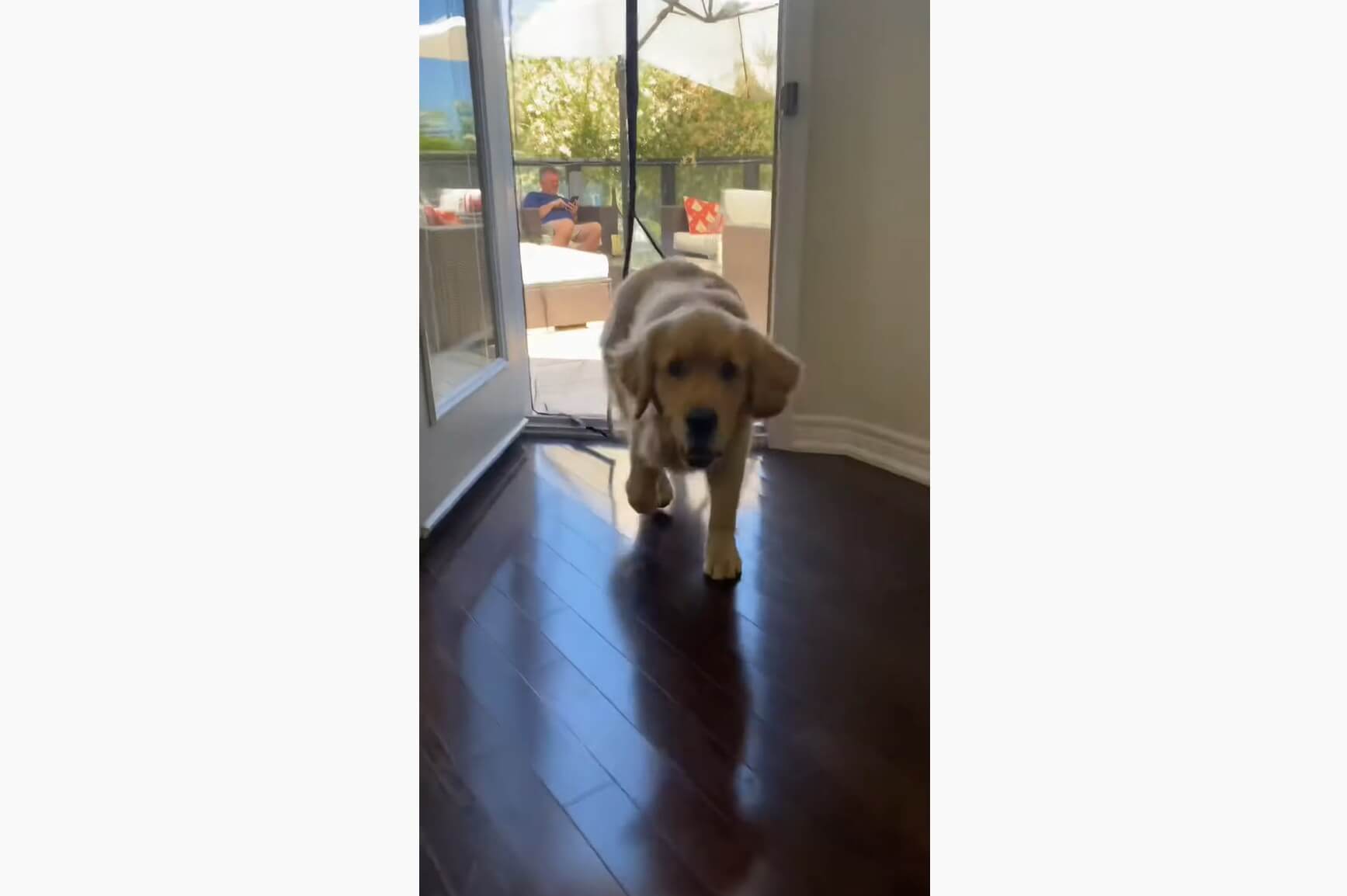 ゴールデンレトリーバー,動画