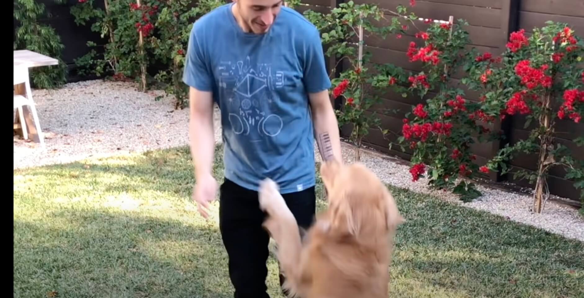 ゴールデンレトリーバー,動画