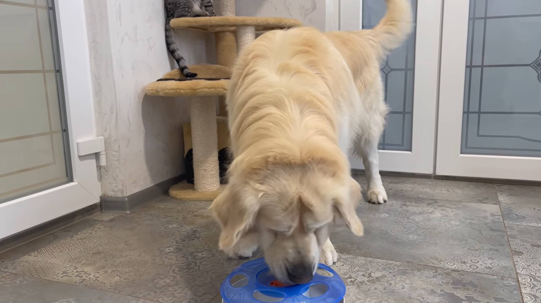 ゴールデンレトリーバー,動画