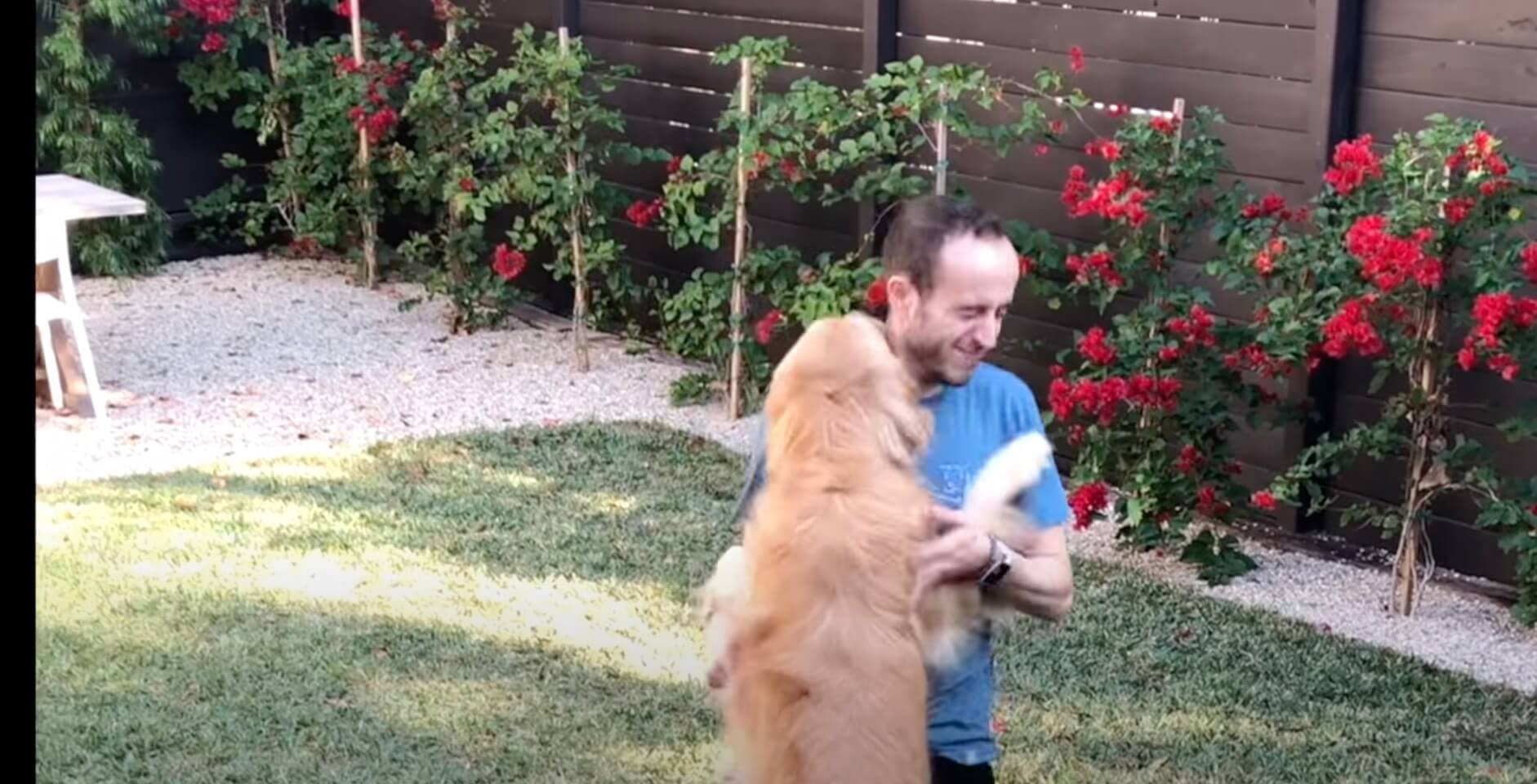 ゴールデンレトリーバー,動画